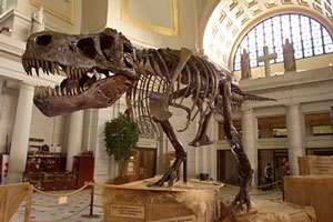 Methuselah stands on display at the Creationist Museum of Natural History.